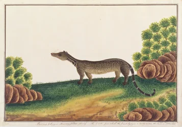 Civette malaise, de Dessins d